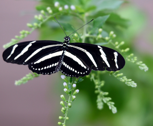 butterfly-15-1176510-639x523